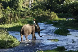 Dak Lak province moves to conserve elephants
