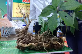 Ngoc Linh ginseng gets expanded GI recognition