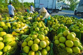 Clean production will help Vietnamese fruit compete with imports