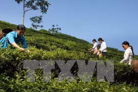 Vietnam tea exports ranked fifth worldwide