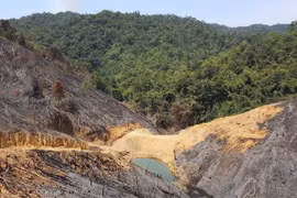 Vietnam’s forest coverage ratio reaches over 41 percent: MARD