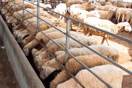 Ninh Thuan to breed more sheep, goats for sale