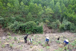 Additional 40,720 hectares of forest planted in northern region