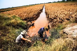Over 40,000ha of rice to be hurt by saline intrusion in Hau Giang 