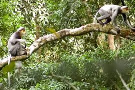 Central province launches project to protect endangered langurs