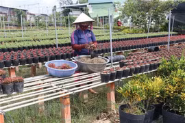Flower farmers prepare for Tet holiday market