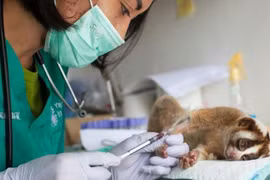 Indonesia uses hi-tech to fight animal trafficking
