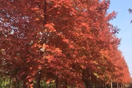 Hanoi plants maple trees