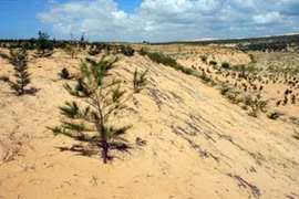 ‘Dead land’ replaced with greenery in Binh Thuan