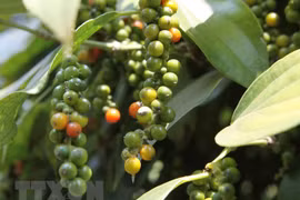Pepper export value drops under 1 billion USD 