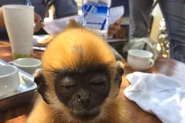 People’s reports help rescue wildlife animals
