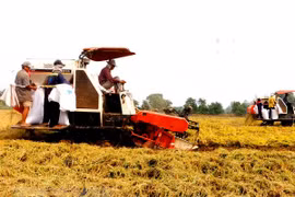 VnSAT helps promote sustainable rice farming in Tien Giang 