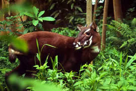 Thua Thien-Hue enhances animal protection in nature reserves