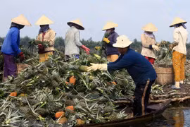Fruit processing factory to be built in Hau Giang