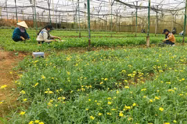 Netherlands wants to set up agricultural partnership with Can Tho 