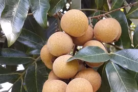 First Son La longan week underway in Hanoi