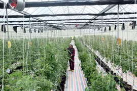 Sci-tech application key to developing smart agriculture