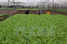 Food safety a priority for local, export markets: experts