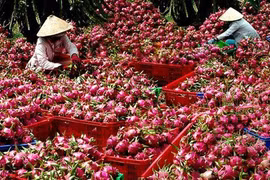 Mekong Delta city expects to increase fruit exports