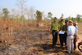 Binh Thuan faces high risk of forest fires