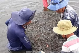 Kien Giang expands shrimp-rice farming area