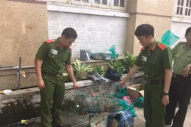 Wildlife transport discovered in Binh Duong