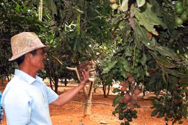 Central Highlands provinces asked to not expand macadamia area