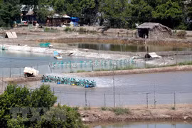 Tra Vinh: AMD project helps farmers adapt to climate change