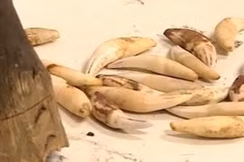 Smuggled rhino horns seized at Noi Bai airport