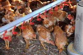 Vietnam vigilant over A/H7N9 avian influenza 