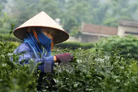 Tea festival attracts international participants
