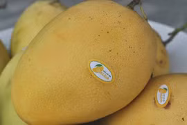 Vietnam to export Cat Chu mangoes to Japan 