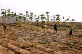 Forest protection encouraged to be included in poverty reduction