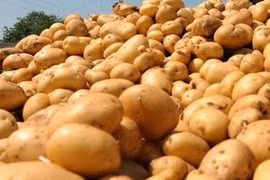 New Zealand to ship potatoes to Vietnam