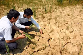 El Nino weather patterns to be harsh through early 2016 