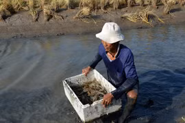 Ca Mau eyes growth with special focus on shrimp production