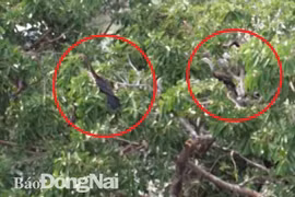 About 500 snakebirds discovered in Dong Nai province 