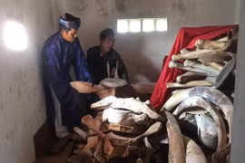 Ly Son Island to restore giant whale skeleton