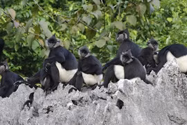 Ha Nam to build white-rumped langur conservation site