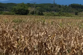 Drought may hit 65,500ha of farmland in central region