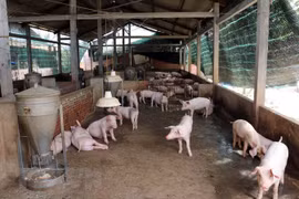 Department denies that FAO advised declaration of ASF national emergency 