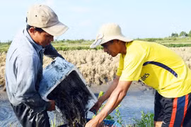 Ca Mau reviews 10 years of building new-style rural areas