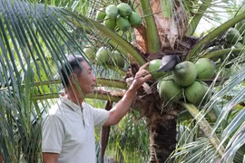 Ben Tre develops value chains for key agricultural products