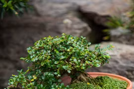 Bonsai captures vitality of nature