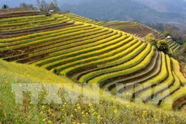 Mu Cang Chai terraced field festival to feature various activities 