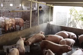 Cambodia reports first African swine fever outbreak