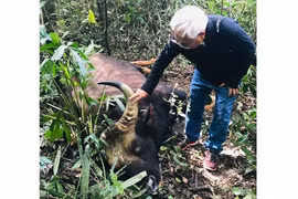 Bison bull found dead at Dong Nai natural reserve