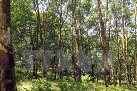 Forestry sector enjoys 4.57 bln USD in 7-month trade surplus
