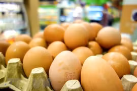 Indonesia to destroy millions of eggs to boost chicken prices
