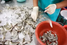 Thailand expects 20-pct growth in shrimp exports for 2020